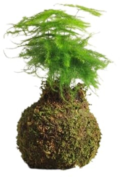 Planta Kokedama -Asparagus Plumosus - DECOALIVE - Esparraguera Plumosa - Musgo Natural
