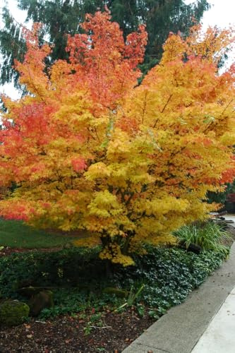 Acero rosso giapponese Acero palmatum Sango Kaku pianta in vaso Ø22 cm h. 80/120 cm Vivaio di Castelletto