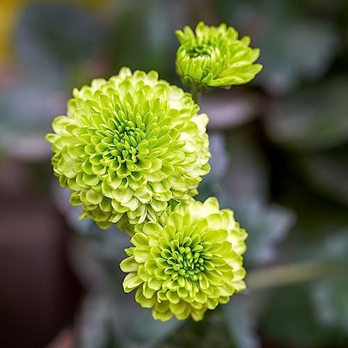 crisantemo giardino rampicante vaso balcone giardino autunnali resistenti semi 200pcs