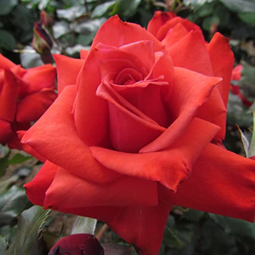 Coral Gem - 5.5lt Potted Floribunda Garden Rose Bush - Beautifully Shaped Fragranced Vermillion Red Blooms