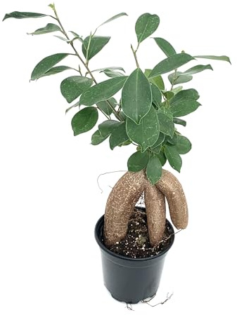 Ginseng Ficus Bonsai Plant in 4 Pot with Soil, Live Plant, Great for Beginners Ficus Microcarpa