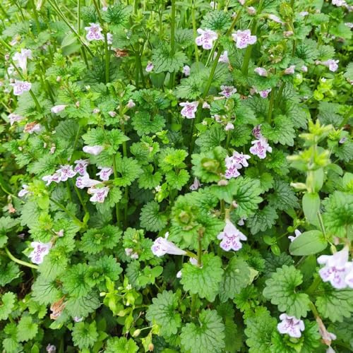 semi di edera terrestre - giardino perenni resistenti balcone 400pcs