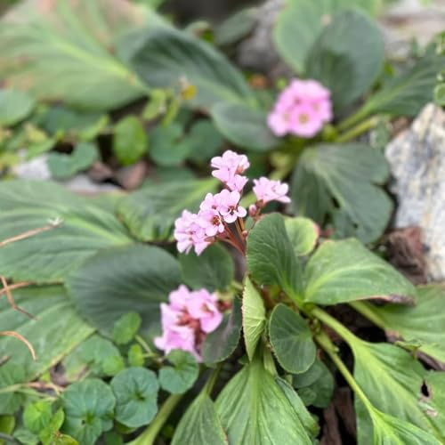 semi di Bergenia, balcone resistente rare 350pcs