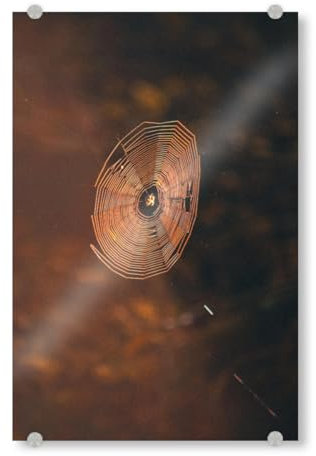 artboxONE Acrylglasbild 45x30 cm Natur Spinnenweben Bild hinter Acrylglas - Bild Spinnennetz mystisch nahaufnahme