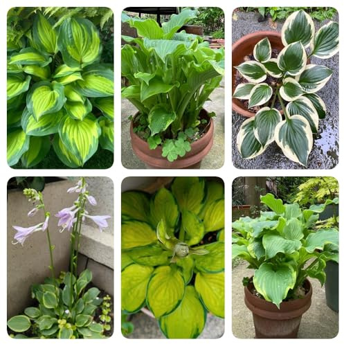 semi di hosta, decorazione da giardino per esterni Hosta plantaginea, vecchie varietà di da balcone selvatici regali sostenibili esotiche 400pcs