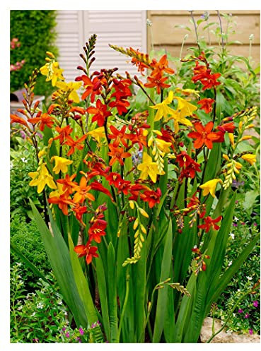 10x Crocosmia Large Flowering Mix Summer Flowering Bulbs Spring Planting Easy to Grow Montbretia Hardy Garden Perenial Flowers