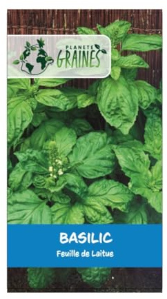 150 Graines de Basilic laitue Feuilles Larges - Mammoth - Graines Aromatiques -