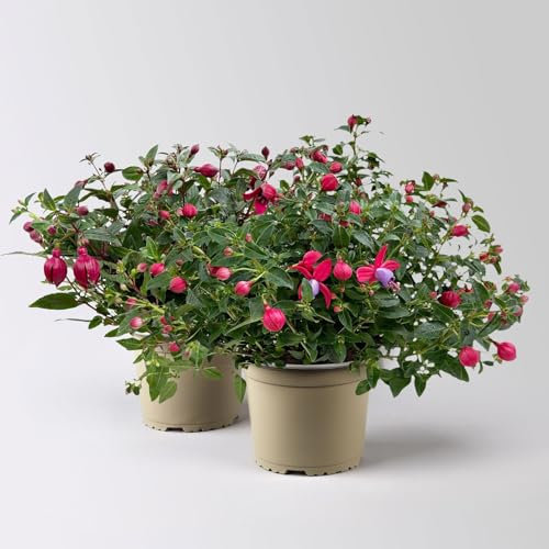 Fuchsie, Farbe zufällig, Topf-Ø 17 cm, Höhe ca. 40 cm, 2 Pflanzen