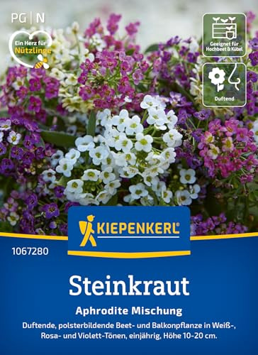 Kiepenkerl Steinkrautsamen Aphrodite Mischung 1067280, Blumensaat | Duftende, polsterbildende Beet- und Balkonpflanze in Weiß, Höhe 10-20 cm, Blüten in Weiß, einjährig
