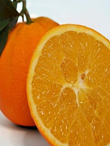 pianta di Arancio Washington albero di Arancia varietà Washington pianta di arancio in vaso età 2 anni pianta vera venduta da eGarden.store