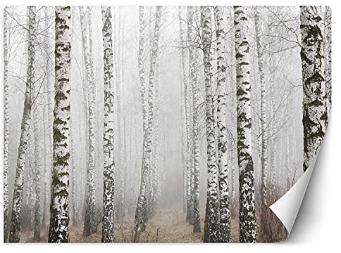 Feeby Vlies Fototapete Natur Bäume 300x210 cm Grau Wanddeko Inklusive Kleister Hotel Spa Büro Wohnzimmer Schlafzimmer Flur Birke Nebelwald