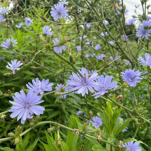 semillas de achicoria organicas - balcón perenne resistente 1000pcs