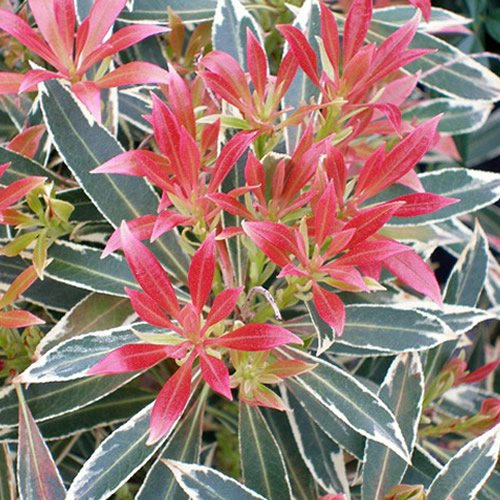 GardenersDream Pieris 'Flaming Silver' Plant in Pot - Outdoor Garden Ready Hardy Evergreen Shrub - All Year Round Live Plant - Flowering Shrub for Gardens (15-25 cm incl. 9 cm Pot)