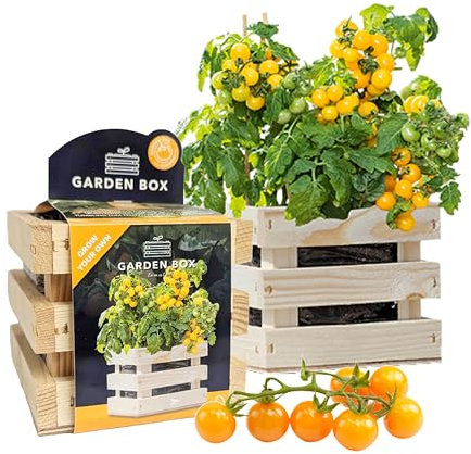 Tomato Grow Your Own for Gardening Gifts - Garden Box of Wooden Planter, Soil Mix & Tomato Tumbling Yellow Seeds with Topline Card. Garden Gifts for Women, Unusual Gifts for Christmas, Mum Birthday