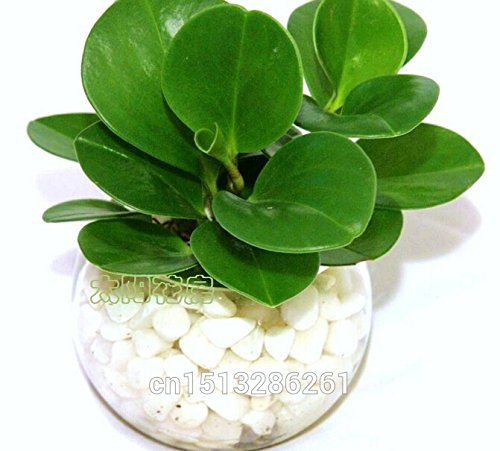 Graines de cresson de couleurs Nouvelles fleurs de jardin Semis quatre saisons Graines de fleurs rares du monde pour le jardin Paquet de 100 graines