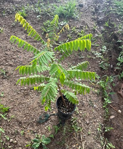 Big Averrhoa Bilimbi (Cucumber Tree) Bilimbi Tropical Live Fruit Tree(2-3ft)