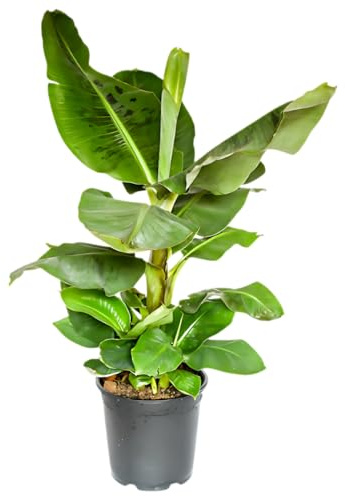 Bananenpflanze | Musa | ca. 40-50 cm | ø 12-15 cm Topf | Pflegeleichte Zimmerpflanzen für Wohnung und Büro | Qualität vom Pflanzen Profi | Ideale Raumbegrünung