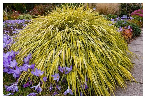 1 x Hakonechloa macra 'Aureola' im 1 Liter Topf (Ziergras/Gräser/Staude/Winterhart/Bodendecker/Mehrjährig) Japanisches Gold Berggras - Goldgestreifte Harmonie für zeitlose Gärten - von Stauden Gänge