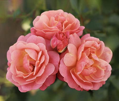 'Peach Melba' Rose - Rose of The Year 2023 - Scented Blooms with a Blend of Apricot, Peach and Pink - Climbing Rose - 4L Potted Rose