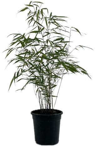 Fargesia scabrida Asian wonder von Intragarten - Schirmbambus im Topf