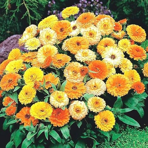Semi fiori CALENDULA GRANDIFLORA MULTICOLORE In Busta Ermetica MADE IN ITALY Qualità superiore con 95% di germogliazione con istruzioni