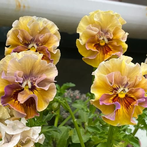 Semi di violetta cornuta, semi di copertura del terreno Viola cornuta, selvatici resistenti per il giardino vecchie varietà 250pcs