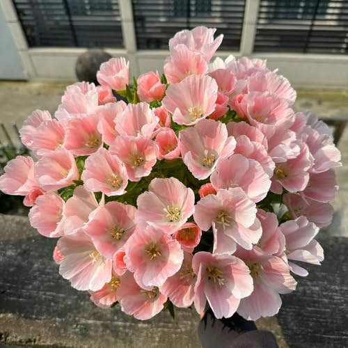 semillas de azalea de verano, para lugares soleados azalea verano perennes balcón perennes y resistentes primavera, silvestres Decoración 200pcs