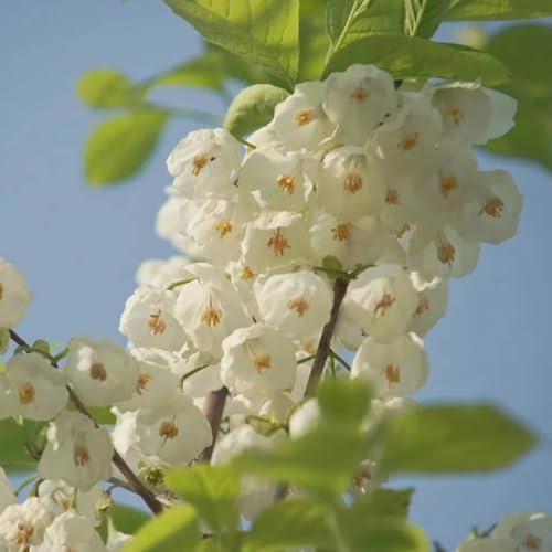 Semillas del árbol de campanilla de invierno - interior Árbol lirio los valles resistentes decoraciones jardín al aire libre, 200pcs