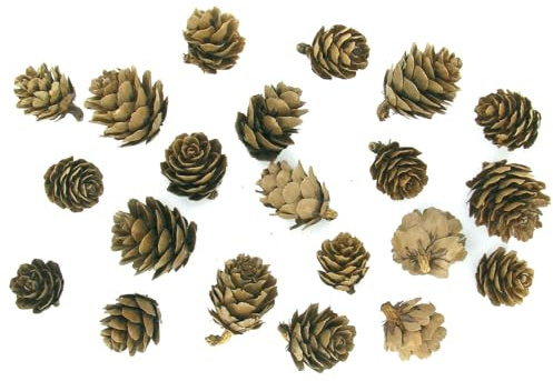 Déco nature mini pommes de pin - environ 20 pièces