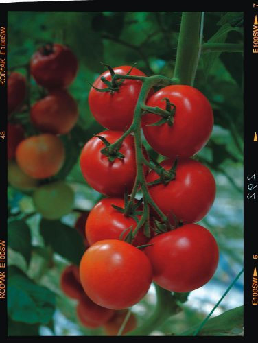 JustSeed - Tomato - Shirley F1-5 Seeds - Economy Pack