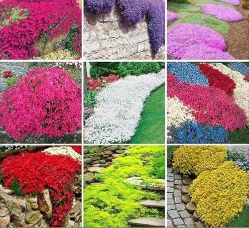 500 Seeds Mix Mixed Colour Creeping Thyme Seeds Plant Flowers Perennial Garden Seed darf flowering Ground cover carpet wild