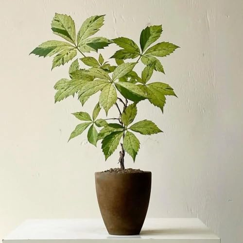 wilder wein - garten deko bonsai topf balkon - Seltene serie - kletterpflanze pflanztöpfe gartenpflanzen zimmerpflanzen schnellwachsende 1000samen