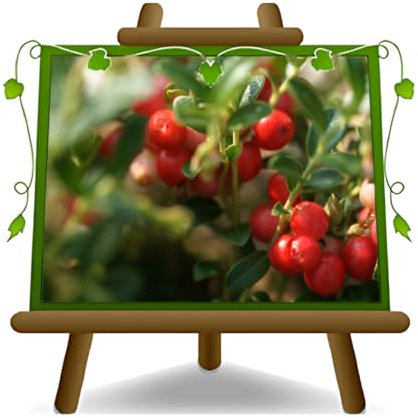 Arándanos rojos - Variedad Howes - Planta frutal antigua en maceta 20 - árbol max 100 cm – 2 años cultivo Italia