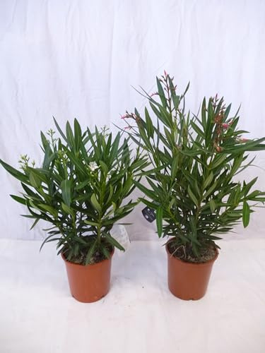 [Palmenlager] - 2er SET Oleander 80/100 cm - Strauch - PINK + ROT - Nerium oleander - mediterrane Pflanze