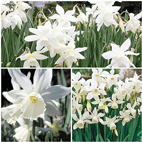 Narcissus Thalia x 30 Flower Bulbs Size 8/10 Beautiful White Spring Blooms. Easy to Grow