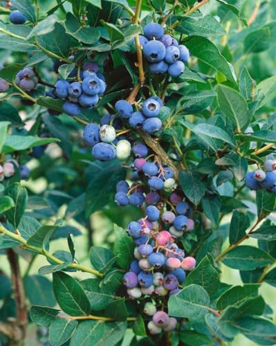 Vaccinium corymbosum 'Brigitta Blue' 30-40 cm - Kulturheidelbeere, blaue Beeren, Erntezeit Juli-August, ideal für Kübel, winterhart und ertragreich