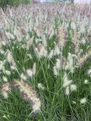 6 x Pennisetum alopecuroides ‘Little Bunny' – Zwerg Lampenputzergras Topf 9cm x 9cm