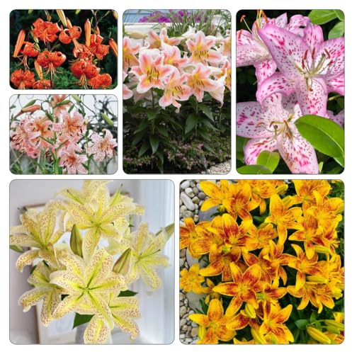 Bulbi di gigli - giardino roccioso d'appartamento esotiche tappezzanti balcone rialzato con letto 4pcs