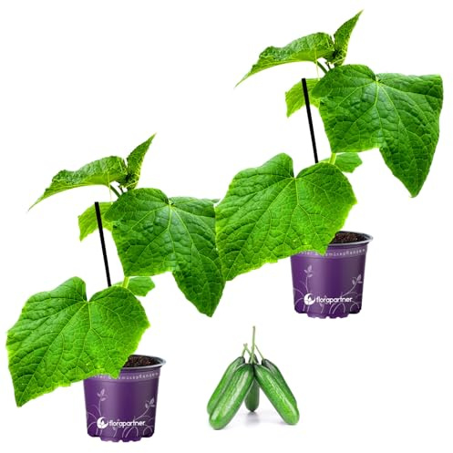 Veredelte Mini Snackgurken Mineros Cucumis sativus 2er Set