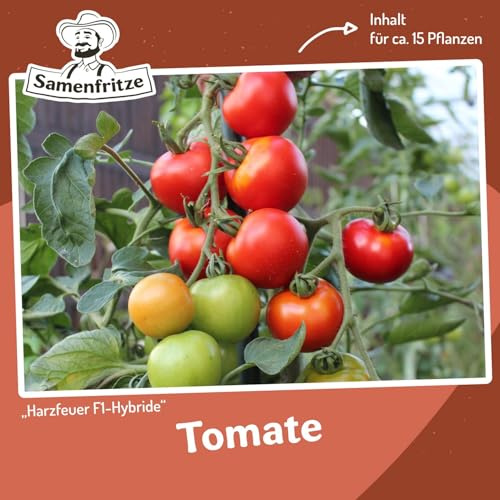 Harzfeuer F1 Tomatensamen