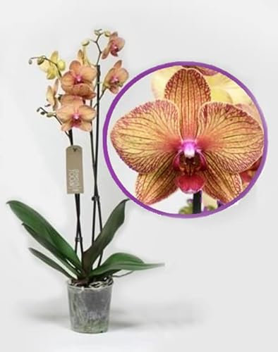 Real Live Phalaenopsis Orchid Plants, Variety Varese Patterned Yellow/Orange Blooms in 12cm Pot - Florist Present The Live Twin Spiked Phalaenopsis Moth Orchid