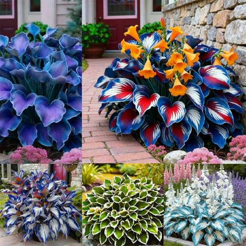 Hosta Seeds for Planting, 290+ Mixed Color Exotic Perennial Hosta Seed, Heirloom Non-GMO Hosta Seeds for Bonsai Decoration, Home Garden