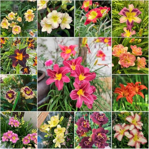 taglilien balkon deko wohnzimmer gartenpflanzen Seltene Serie exotische - Hemerocallis middendorffii blumensamen pflanztopf stauden winterhart 20samen