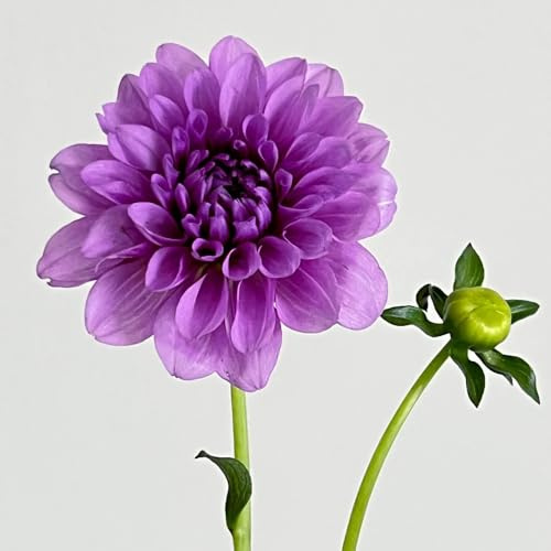 7bulbi tuberi di dalia resistenti, dalia esotiche, rare, balcone autunnali