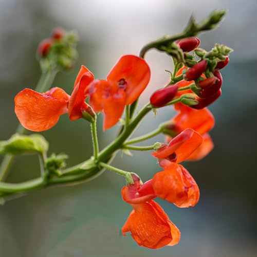 feuerbohnen - bohnensamen pflanzenliebhaber geschenke prunkbohnen gartenpflanzen winterhart mehrjährig topfpflanzen herbst deko seltene winterharte kübelpflanzen 75samen