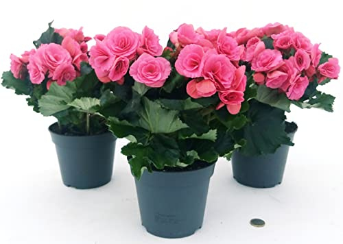 POWERS TO FLOWERS - BEGONIA TRIS BERSEBA (FUCSIA), 3 PIANTE, VASO 14 CM, piante vere