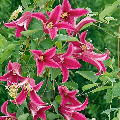 Clematis Princess Diana | Deciduous Perennial Climbing Garden Plant in Pot (70-80cm Incl. Pot)
