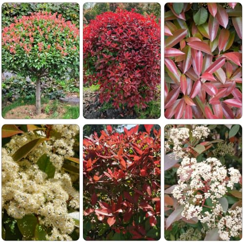 Photinia red robin - perenne resistenti semi di giardino esotica ombra, resistenti per giardini rocce decorazione ufficio 550pcs