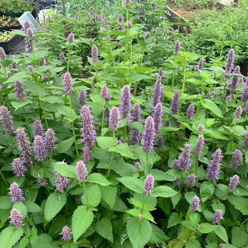 Semi di ortica profumati - Agastache foeniculum - esotiche semi di medicinali da giardino roccioso resistenti verdi giardino 100pcs