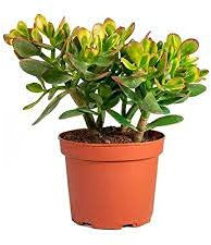 PCMOVILES Cactus Suculenta Grassula Ovata o Arbol de Jade en maceta de 8.5cm (planta viva)